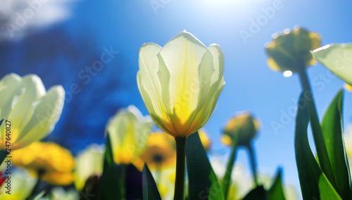 Easter background with white tulip in sunny meadow. Spring landscape with beautiful white tulips. Blooming flowers growing in field against a blue spring sky.