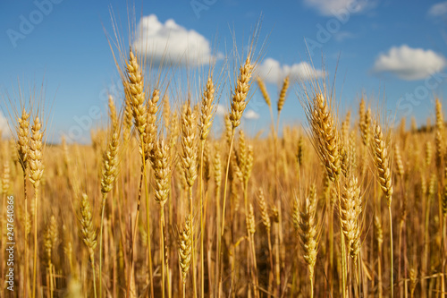 Wheat field blue sky background