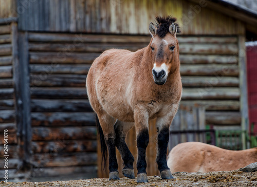 Wallpaper Mural Przewalski's horse standing on the hill in zoo Torontodigital.ca