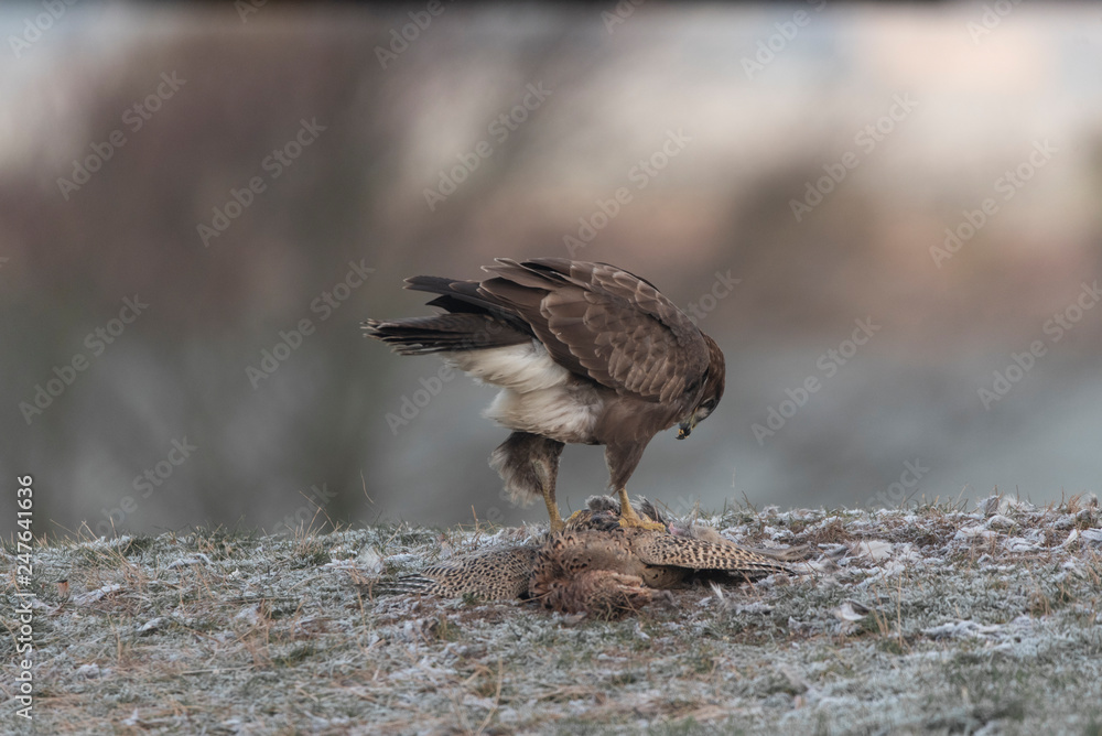 Obraz premium wild buzzard in winter