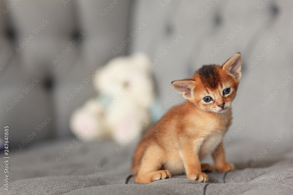 Ginger abyssinian kitten on the sofa