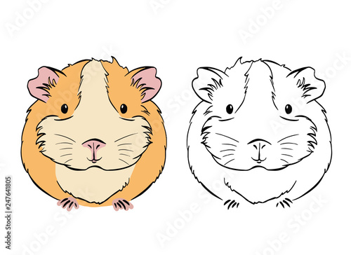 Plump cute colorful guinea pig, sketch vector graphics black and white drawing.