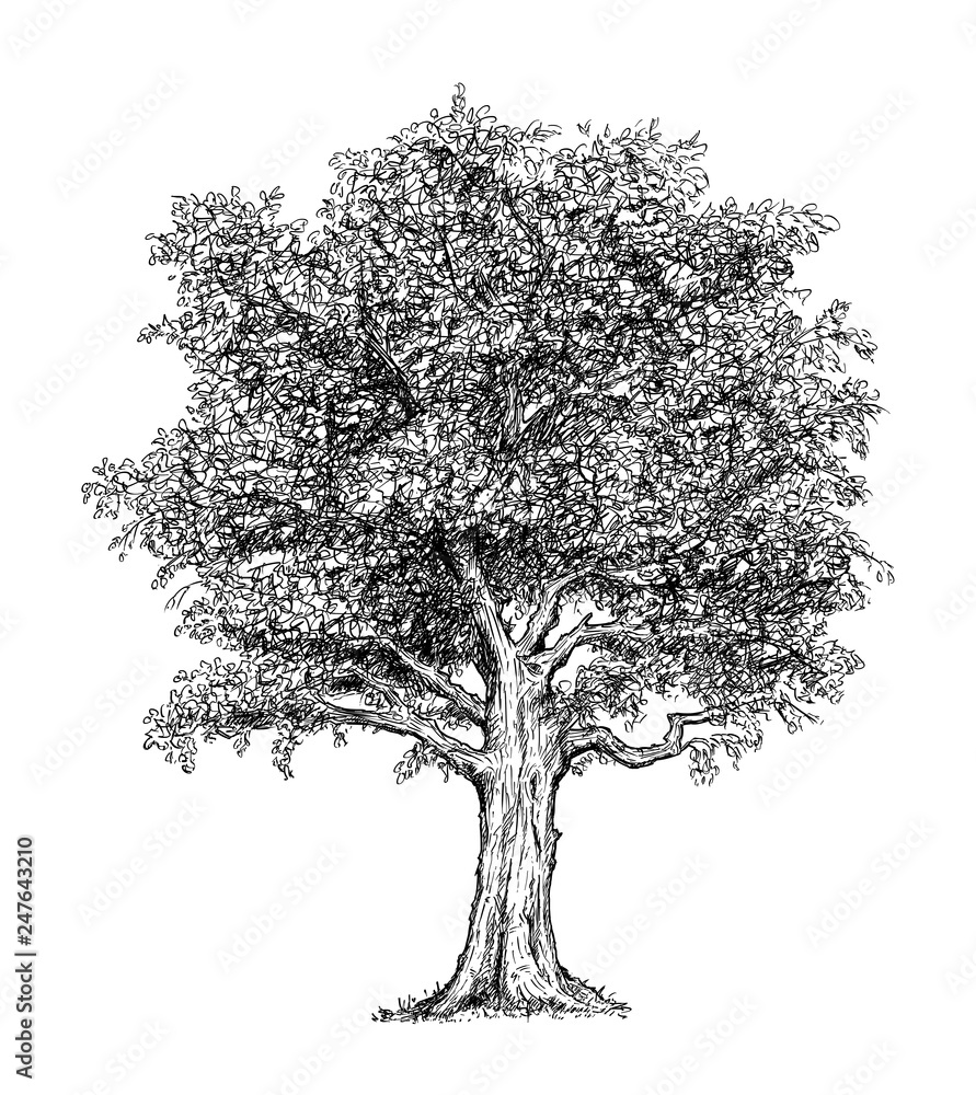 Deciduous Trees Drawing