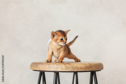  Red abyssinian kitten on wooden chair in studio © finix_observer