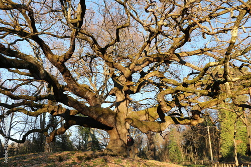 Pinocchio Tree in Tuscany 