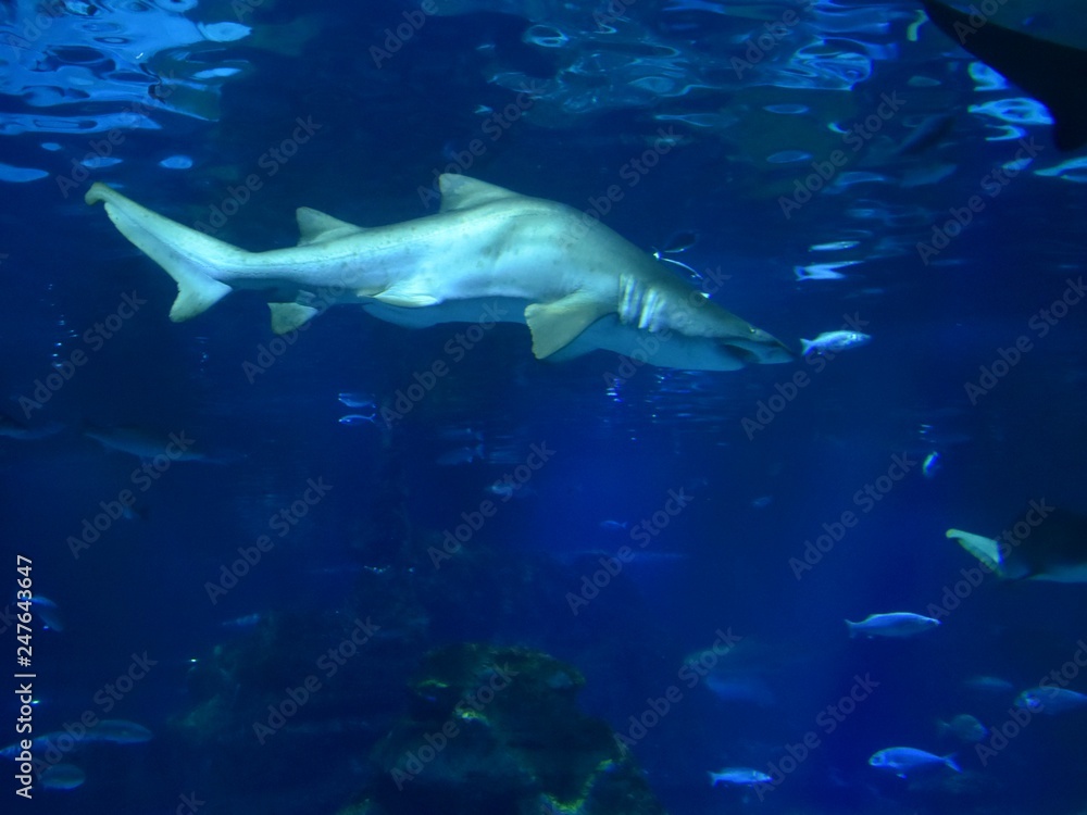 Fototapeta premium Requin, dangereux prédateur