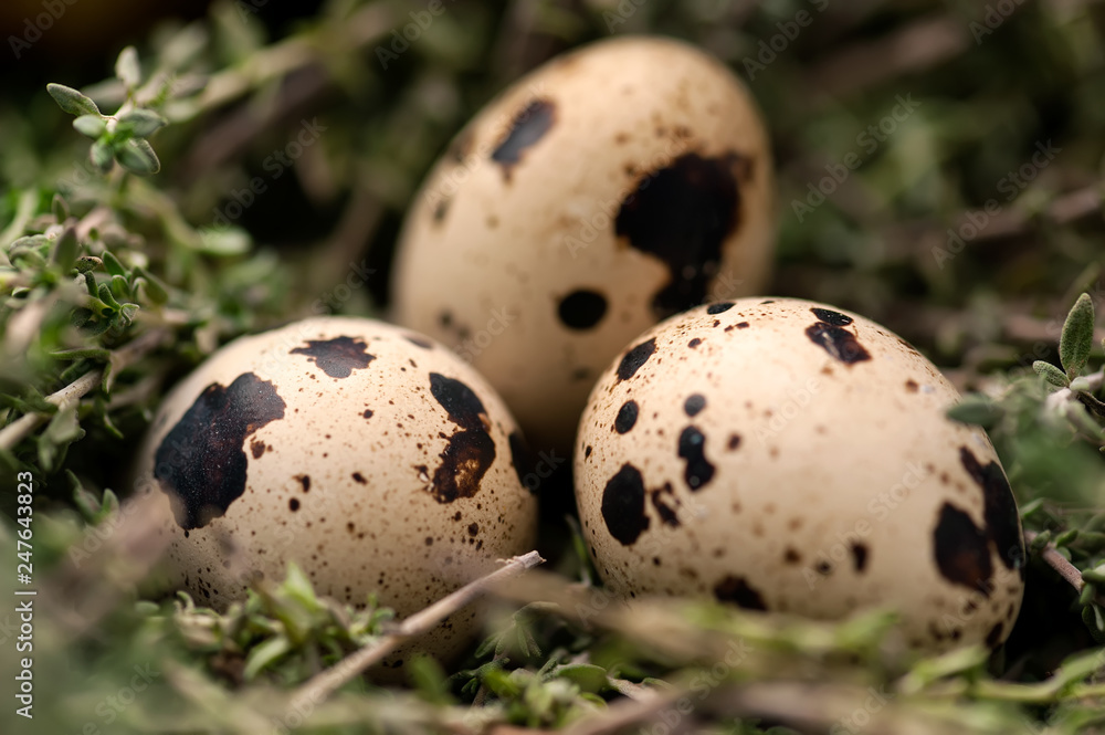 Quail eggs background Quail eggs background