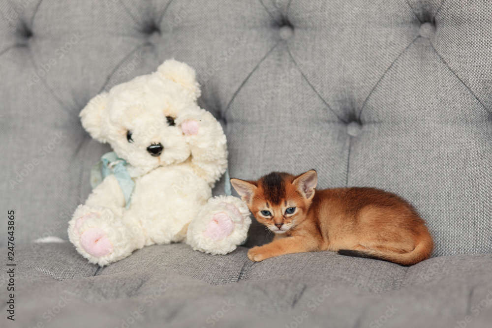 Red kitten on the couch with teddy bear