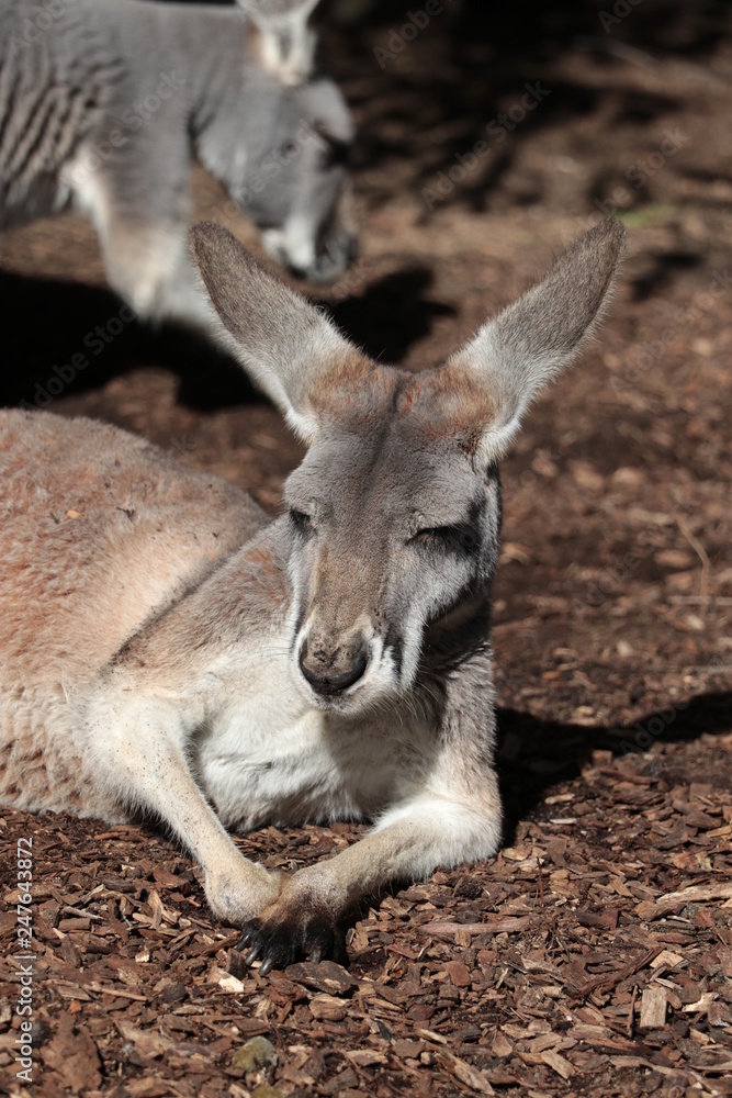 Lazy kangaroo sleeping in the sun, portrait, Australia