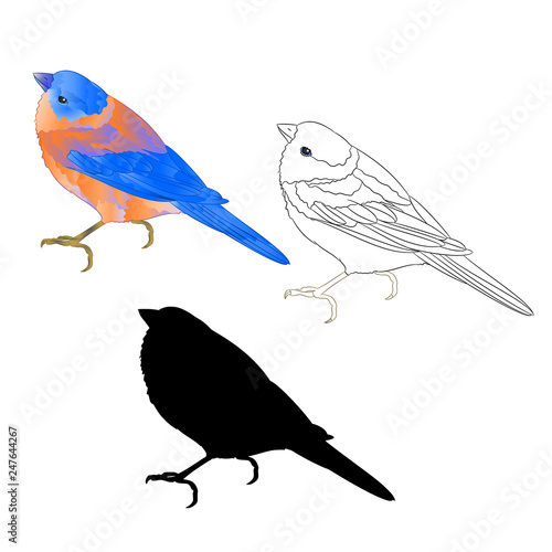 Bluebird small thrush bird outline and silhouette on a white background  vintage vector illustration editable hand draw