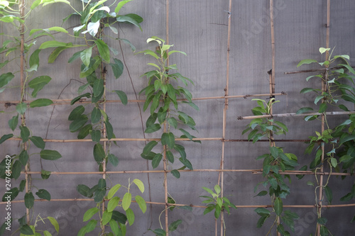 Εκτύπωση καμβά Climbing green plants on bamboo rods on the shady side of the wall