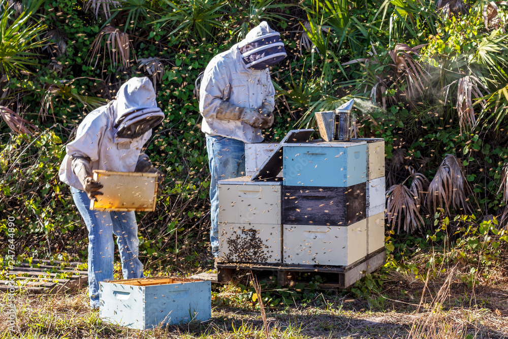 Beekeepers remove frames with honey from hive Beekeepers remove frames with honey from hive