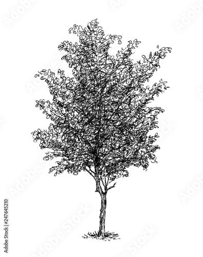 Cartoon doodle drawing illustration of broadleaved or deciduous beech tree.
