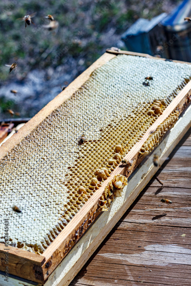 Bee hive frame with honey and bees Bee hive frame with honey and bees