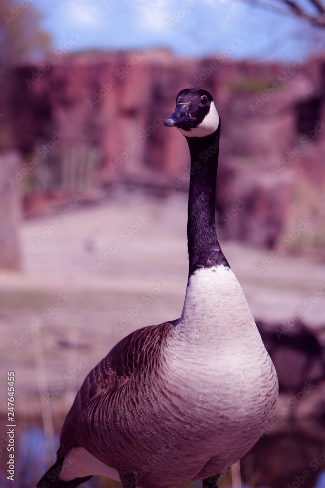 Obraz premium Canadian Goose