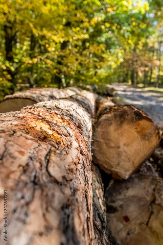 Timber logs along a forest road in the sunshine