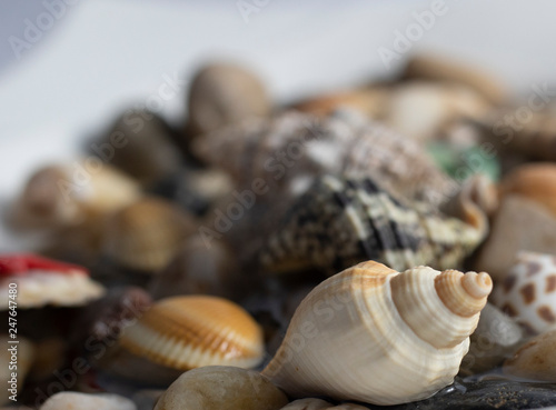 shell and stone