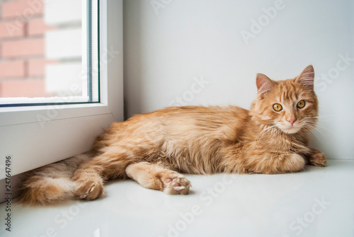 Orange furry cat at home. Cute ginger cat siting on window sill. Red cat indoor. Comfort home zone. Cat is looking at camera. Domestic pets