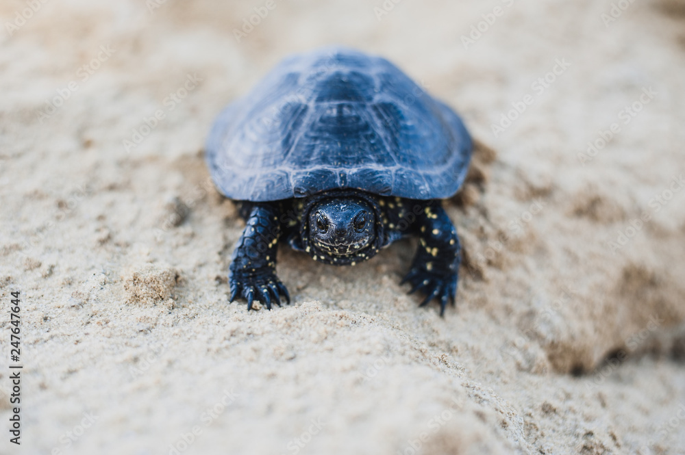 Obraz premium turtle on a rock
