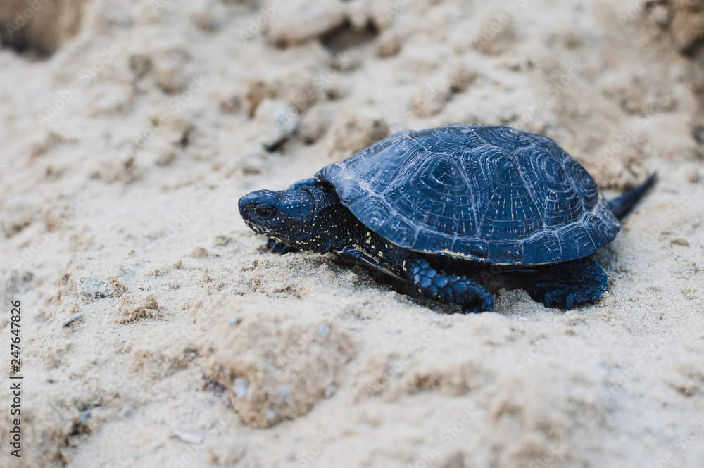 Obraz premium turtle on a rock