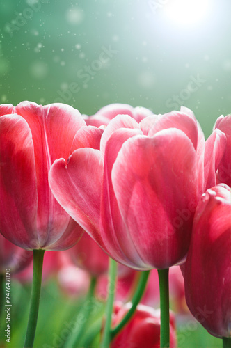 spring flowers of pink tulip