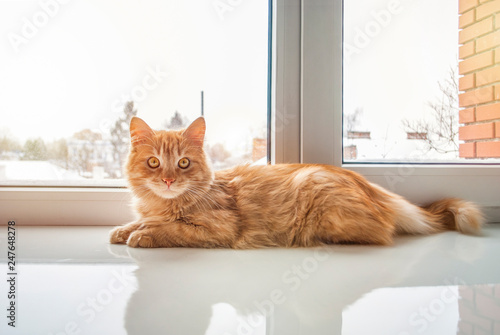 Bild auf Leinwand Orange furry cat at home