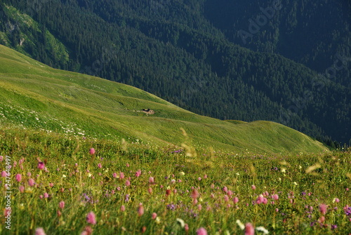 Purple flowers on the background of green hills and mountains at sunset. Green meadow among the hills. Trekking in the mountains.