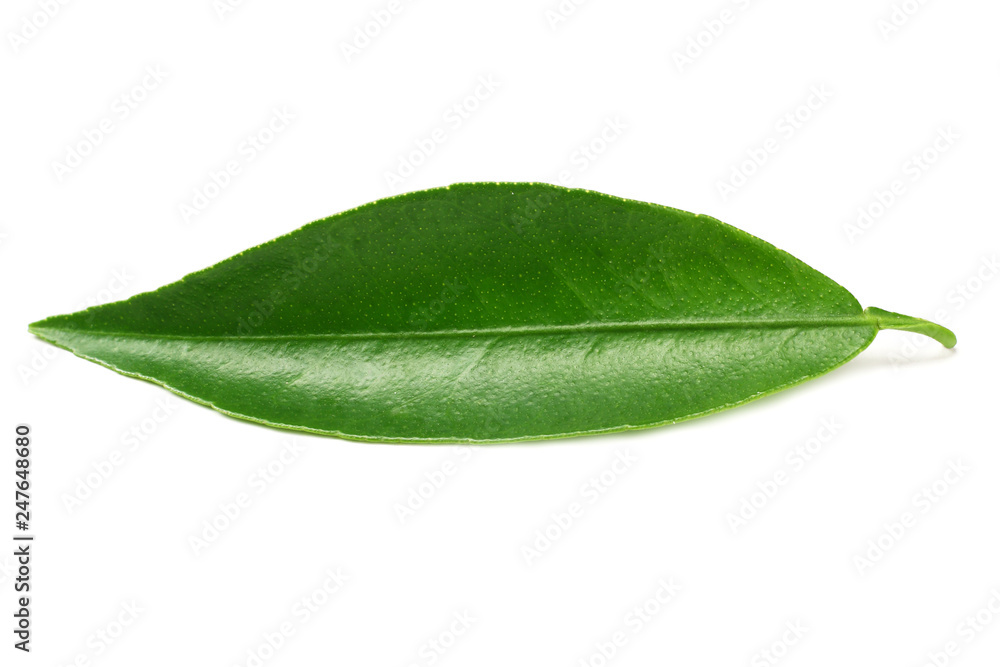 Fototapeta premium citrus leaves isolated on white background.
