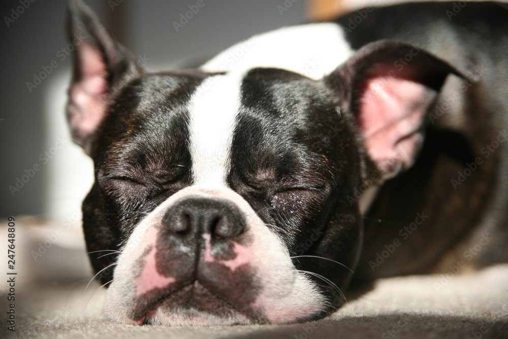 Boston Terrier Sleep