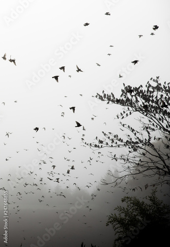 Thousands of flying birds in tree Black and White winter atmosphère