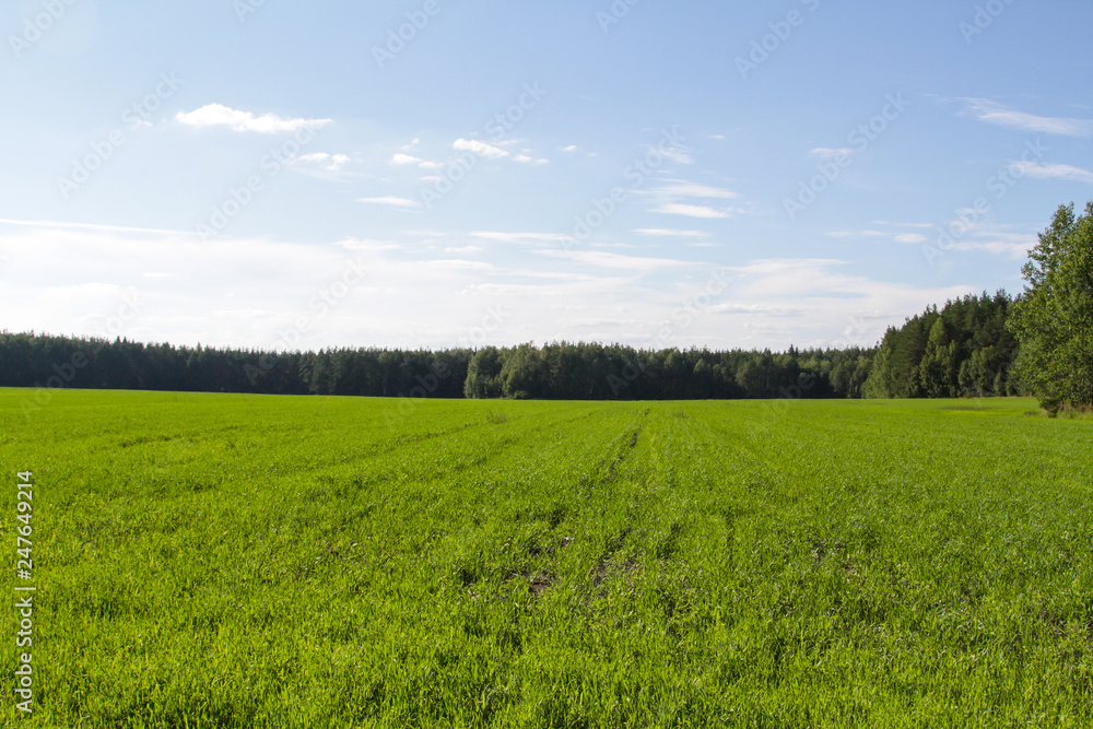 Fototapeta premium Green field