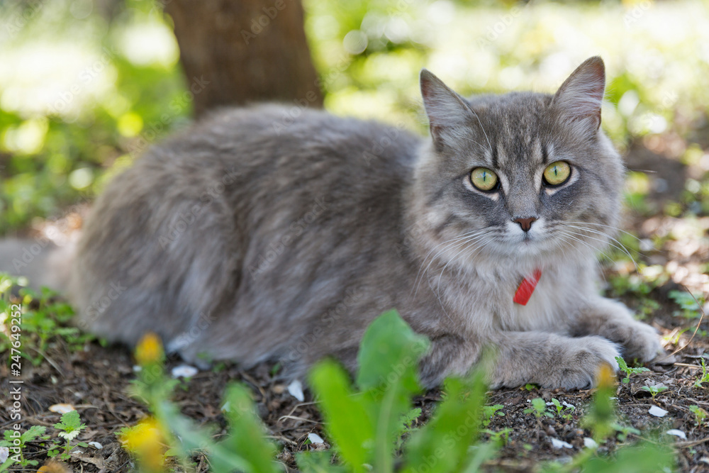 Obraz premium Gray street cat closeup at spring