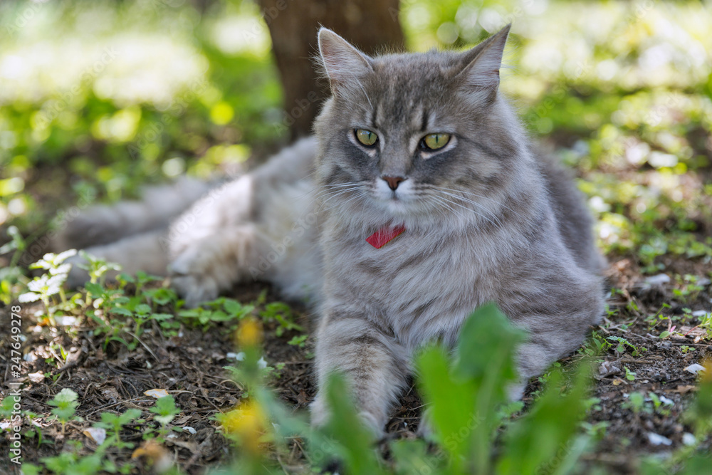 Gray street cat closeup at spring