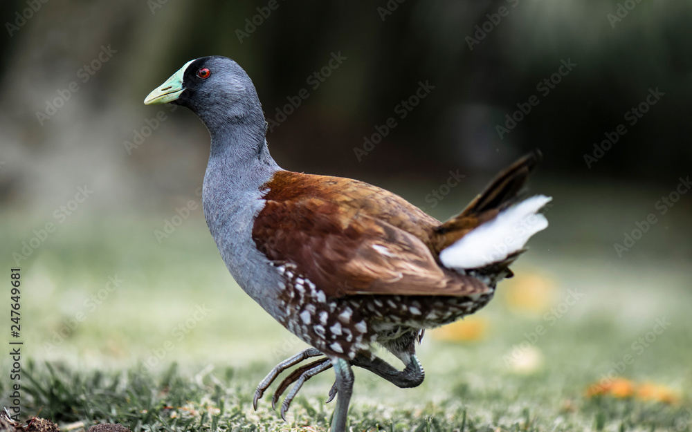 Beautiful specimen of green-billed tingua (Gallinula melanops bogotensis) walking quietly, typical bird of the wetlands of Bogota Beautiful specimen of green-billed tingua (Gallinula melanops bogotensis) walking quietly, typical bird of the wetlands of Bogota
