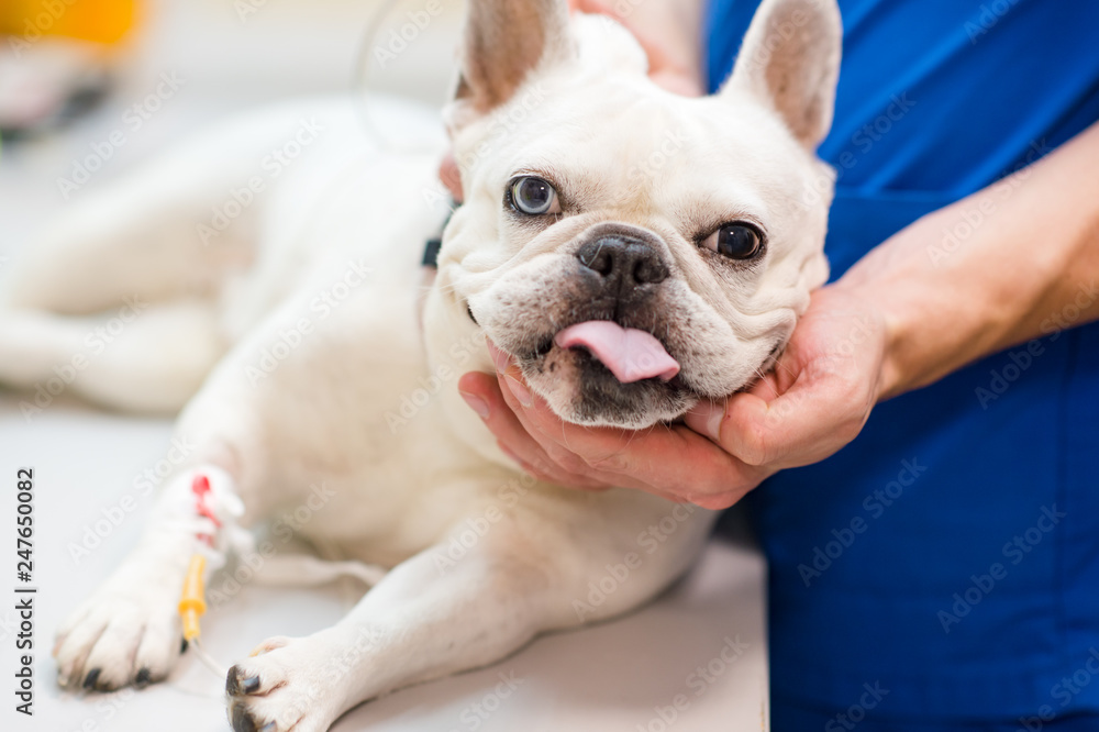 Dog with dropper lying on table in veterinary hospital