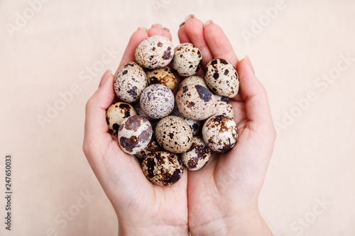 Hands holding a bunch of quail eggs. Quail eggs easter take on hand fresh. Quail eggs in palms close-up
