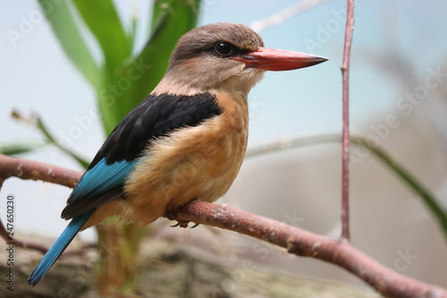 Foto Male brown-hooded kingfisher halcyon albiventris perching on a branch
