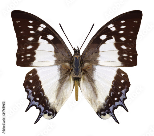 Butterfly Polyura eudamippus formosanus on a white background photo