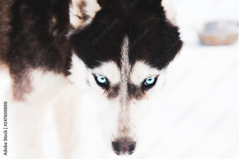 Winter husky dog 