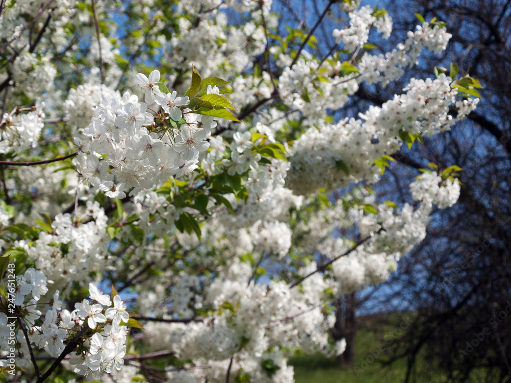 Obraz premium Spring flowers. Spring background. Flowering tree and flowers of cherry or apple close-up