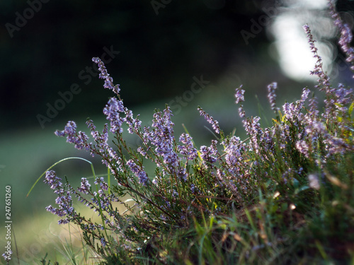 Spring flowers. Violet flowers close up.