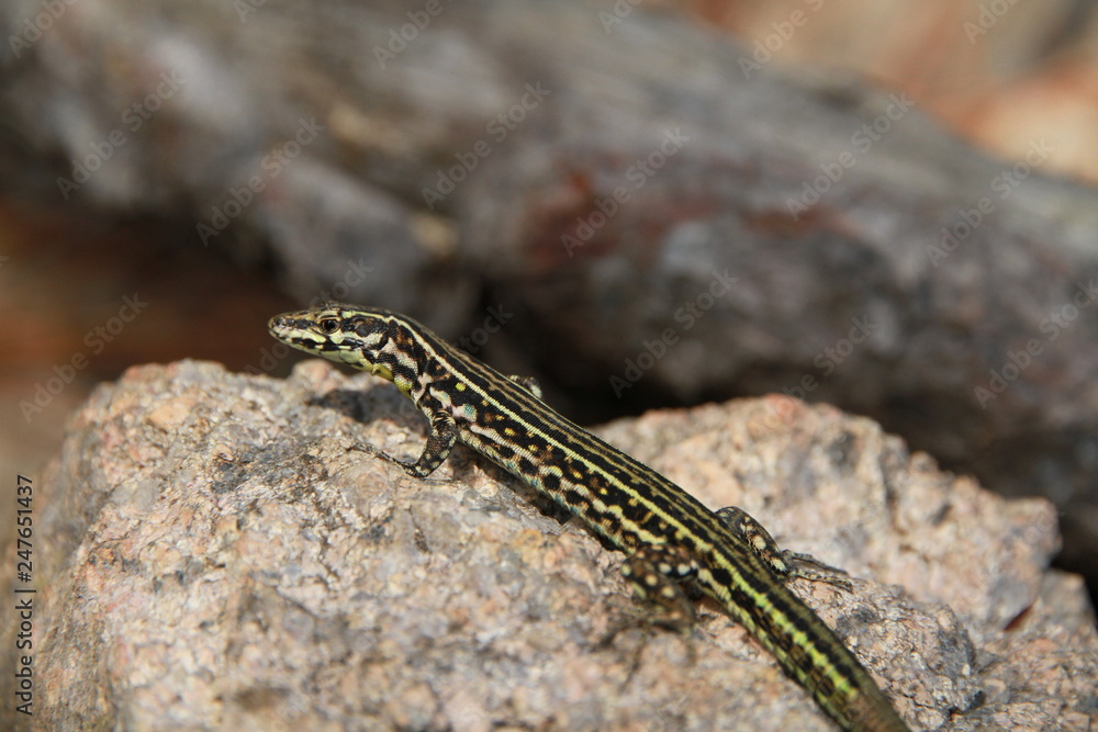 lézard tyrrhénien lézard tyrrhénien