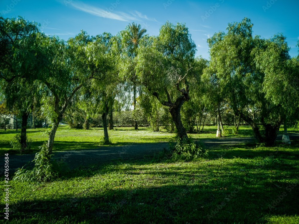View of very green trees and grass in a park of Puerto de Sagunto
