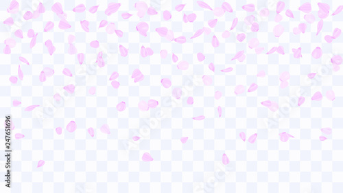 Flying rose petals. Background of flower petals. Confetti from flower petals. Pink petals of blooming cherry, sakura. Female, spring background. Greeting card design elements. Transparent background.
