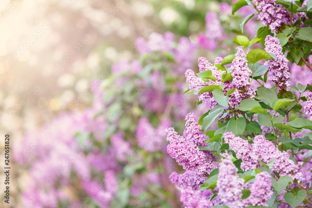 Obraz premium Blooming violet lilac bush at spring time with sunlight. Blossoming purple and violet lilac flowers. Spring season, nature background