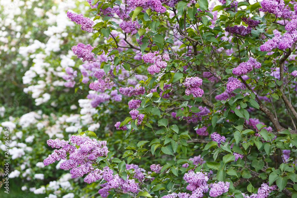 Blooming violet lilac bush at spring time with sunlight. Blossoming purple and violet lilac flowers. Spring season, nature background