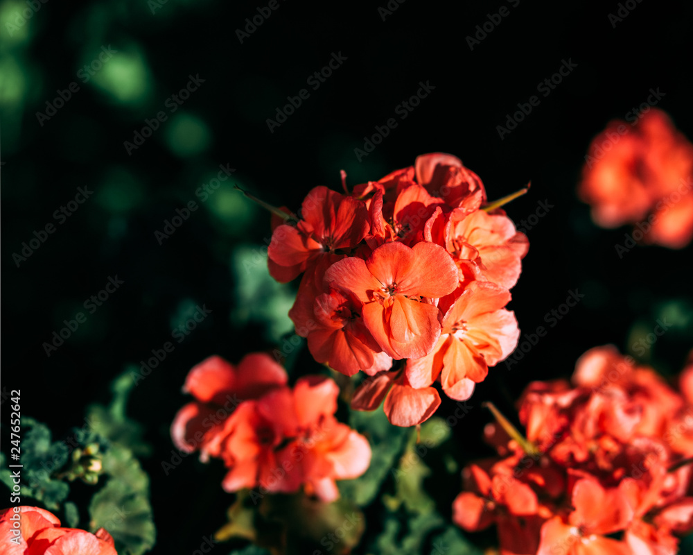 red flower in garden