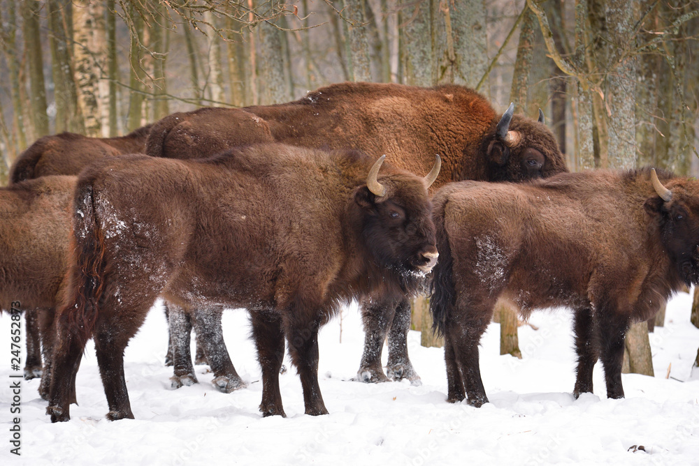 European wild bull European wild bull
