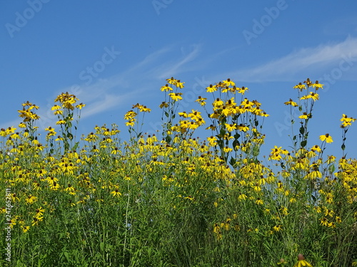 Coneflower plants  far 