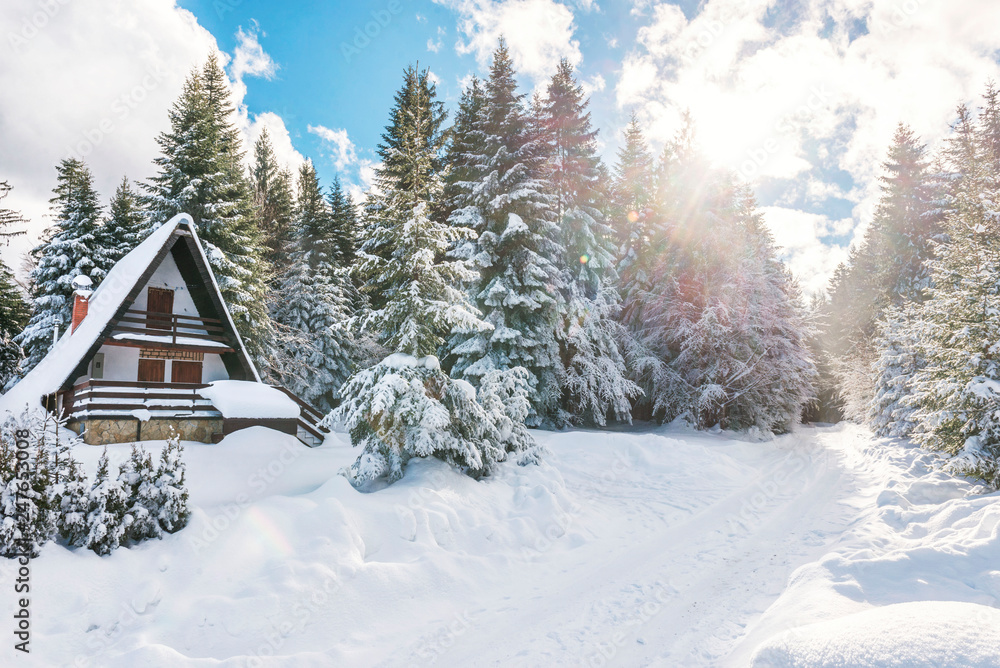 Sunny day on snowy mountain woods Sunny day on snowy mountain woods